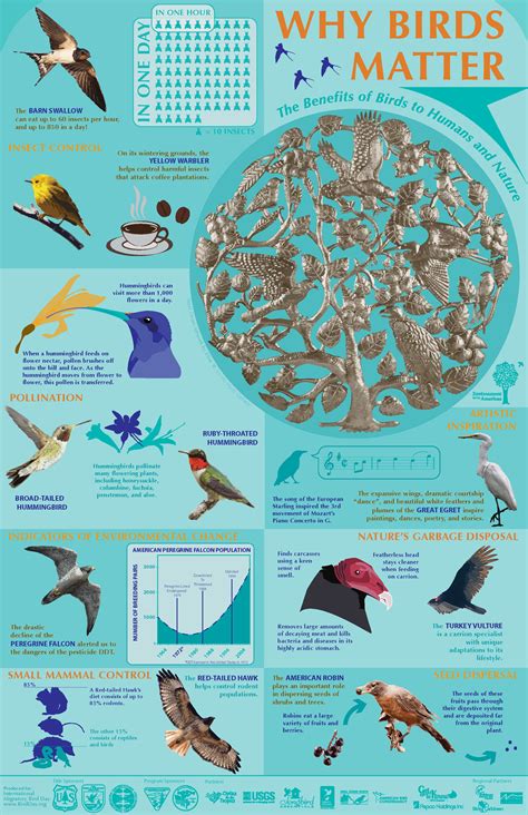 How 150 million magical songbirds communicate through their songs